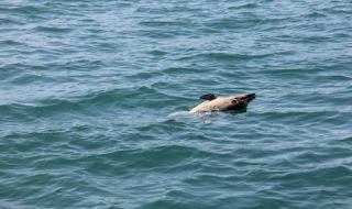 Труп на делфин се носи в морето край Варна