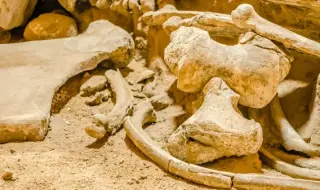 Кости на „мамут“ в музей в Аляска се оказаха на...кит