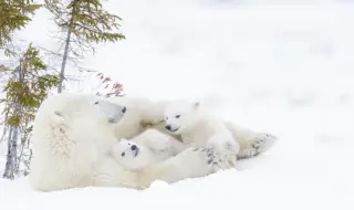Разработиха топлоизолираща прежда, вдъхновена от козината на полярните мечки