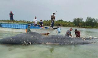 Ужасно! Изплува мъртъв кит с 6 кг пластмаса в стомаха (СНИМКИ)