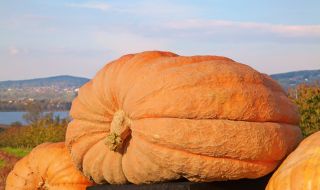 Тиква с тегло над 1 тон и 200 стана шампион на Европа