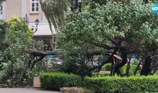 Дървото-убиец в Пловдив било фитосанитарно здраво
