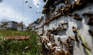 Изплатиха над 4, 132 млн. лв. на пчеларите по de minimis