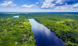 Бразилска компания спасява тропическите гори на Амазонка