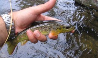 10 000 малки пъстърви ще бъдат пуснати в река Ерма