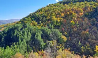 БКДМП: Дървопреработвателният сектор у нас е в тотален колапс