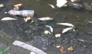 Екокатастрофа грози река Места край Елешница