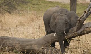 В зоопарк лекуват стресирани слонове с марихуана