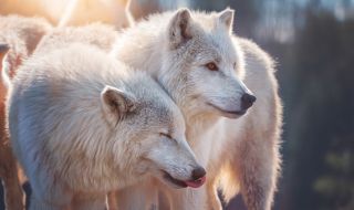За пръв път клонираха арктически вълк (ВИДЕО+СНИМКА)