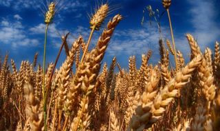 Несигурно остава бъдещето на зърнената сделка