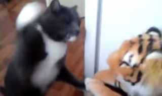 Вижте какво прави котката-боксьор (ВИДЕО)