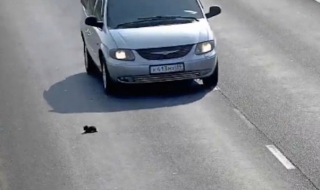 Герой спаси малко коте на оживена магистрала (ВИДЕО)