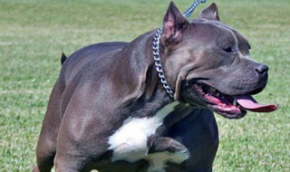 Питбул нахапа полицай при ареста на стопанина му