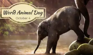 October 4: We celebrate the International Day for the Protection of Animals 