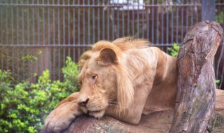 Лъв се зарази с новия коронавирус в Шри Ланка