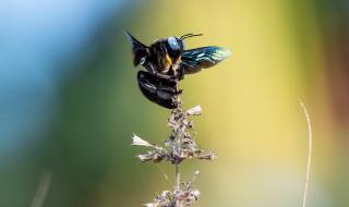 Откриха смятана за изчезнала рядка синя пчела (СНИМКИ)