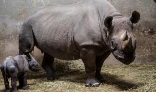 Рядък екземпляр мъжки носорог умря