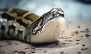 В Тайван откриха гигантски прешлен от питон на стотици хиляди години