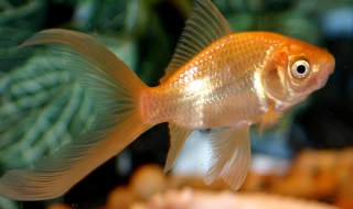 В Норвегия издирват собственика на златна рибка