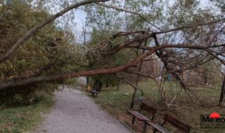 Най-малко 18 сигнала за паднали от силния вятър клони и огради в София 