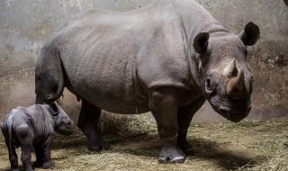 Умря най-старият черен носорог в света