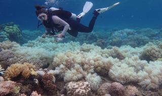 Големият бариерен риф е много болен (СНИМКИ)
