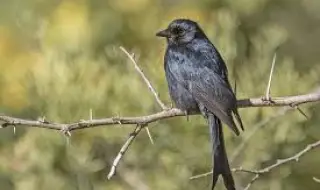 Откриха птица, която лъже безскрупулно другите животни в своя изгода