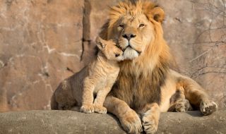 Направиха вазектомия на лъв, станал баща на пет лъвчета за година