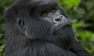 Забелязаха лесбийско поведение между горили