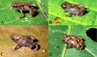 Откриха най-малките жаби в света