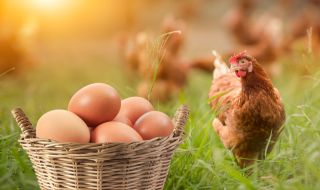 Биолози отговарят на въпроса: Кое е първо - яйцето или кокошката?