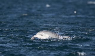 Гърция преброява делфините
