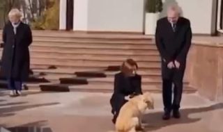 Кучето на молдовския президент ухапа австрийския държавен глава Ван дер Белен ВИДЕО