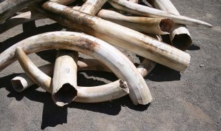 Виетнамските власти иззеха 600 килограма слонова кост, внесени нелегално от Африка 