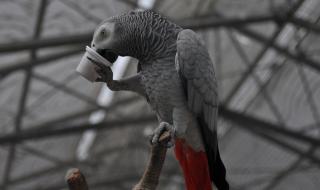 Талантлив папагал прави онлайн поръчка (ВИДЕО)