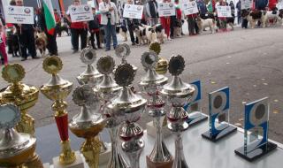 Български ловни кучета са звездите на киноложките изложби в Пловдив