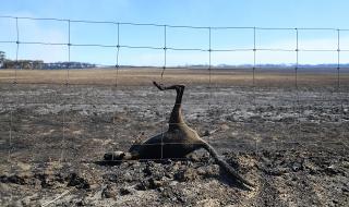Ужасът в Австралия няма край, изгоряха милиони животни