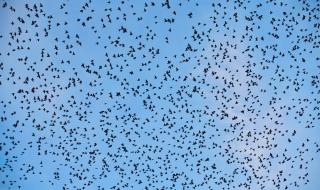 Зловещо нашествие: Хиляди птици окупират небето над градче в Тексас (ВИДЕО)