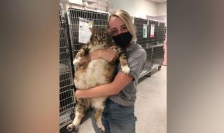 Поставиха на диета 13-килограмова котка на име "Лазаня" 