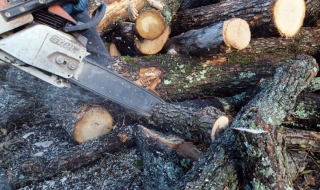 Иззеха 1000 куб. м. незаконна дървесина