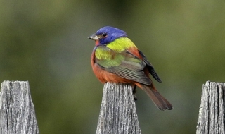 „Летяща дъга“ изненада американците