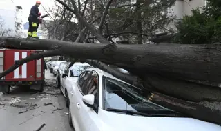 Дърво смачка кола в София (СНИМКИ)