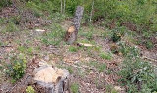В помощ на прокуратурата, търсеща причините за потопа в Царево: Поголовна горска сеч в сърцето на Странджа