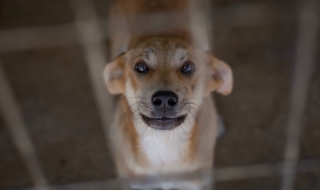 Мичиган криминализира оставянето на кучета в автомобил