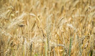 България ще изнася пшеница за Северна Македония