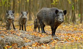 Увеличават се случаите на АЧС по дивите свине в Североизточна България