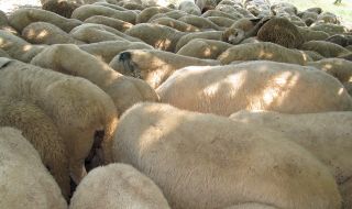 Властите в Сибир дават овце на семействата на мобилизирани резервисти