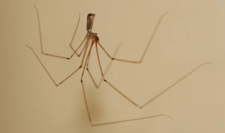 8 естествени начина да защитите дома си от паяци
