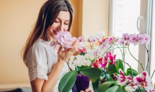 Как се отглеждат красиви орхидеи
