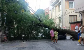 Дърво размаза кола в центъра на Благоевград